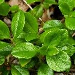 Linnaea borealis Hostoa