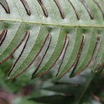 Pteris mildbraedii Leaf