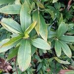 Illicium floridanum Blatt