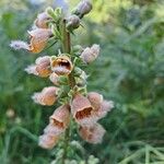 Digitalis ferrugineaFloare