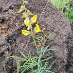 Crotalaria deserticola Blatt