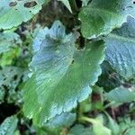 Kalanchoe densiflora Liść