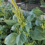 Amaranthus retroflexusCvet