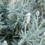 Lavandula dentata Leaf