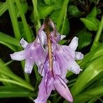 Hyacinthoides hispanica Kvet