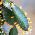 Rhipsalis ellipticaFolla