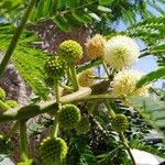 Leucaena leucocephalaBloem