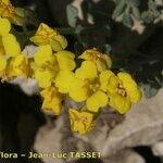 Alyssum cuneifolium Flower