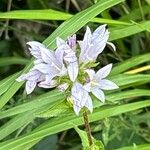 Campanula cervicaria Fleur