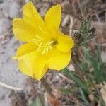 Oenothera stricta Цветок