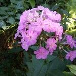 Phlox glaberrima ফুল