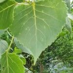 Populus deltoides Blad