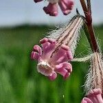 Silene bellidifolia Цветок