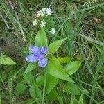 Gentiana andrewsii Övriga