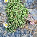 Bellium bellidioides Flower