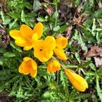 Crocus chrysanthus Blüte