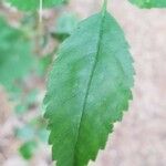 Rosa virginiana Blatt