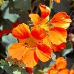 Tropaeolum minus Fiore