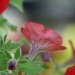 Petunia × atkinsiana Muu