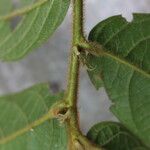 Antidesma laciniatum Лист