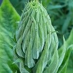 Verbascum lychnitis Flower