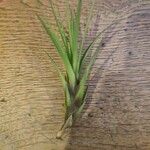 Tillandsia fasciculata Yaprak