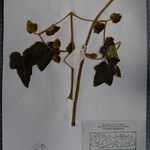 Clematis buchananiana Други