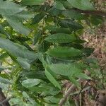 Polysphaeria multiflora Hoja
