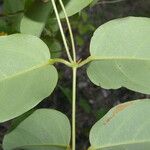 Stigmaphyllon ellipticum Hoja