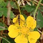 Potentilla reptans Çiçek