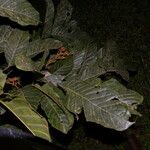 Tachigali costaricensis पत्ता