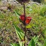 Gentiana purpureaFlor