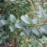 Itea ilicifolia Ліст