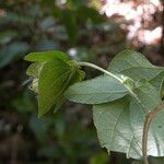 Dalechampia cissifolia 叶