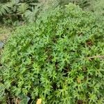 Saxifraga fragilis পাতা
