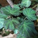 Begonia masoniana Лист