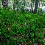 Convallaria majalis Hàbitat