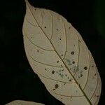 Licania membranacea 葉