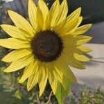 Helianthus giganteusFlor