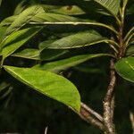 Terminalia ivorensis Leaf