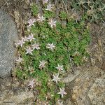 Sedum niveum Habitus