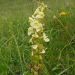 Pedicularis ascendens Flower