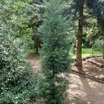 Cupressus cashmeriana Συνήθη χαρακτηριστικά