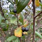 Frangula californica Frukt