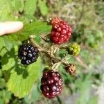 Rubus ulmifolius 果實