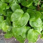 Hosta plantaginea Folla