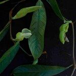 Philodendron surinamense Virág