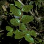 Nothofagus nitida बार्क (छाल)