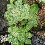 Podophyllum cv. 'Kaleidoscope' 葉