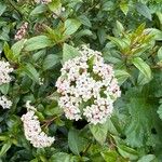 Viburnum rugosumЦветок